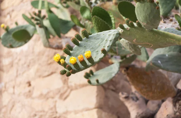 Bloeiende cactus met stekels en gele bloemen — Stockfoto