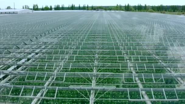 在一个有蔬菜的大温室上空飞行，一个有透明屋顶的温室，一个从上方看到的温室，种植西红柿。大型工业温室. — 图库视频影像
