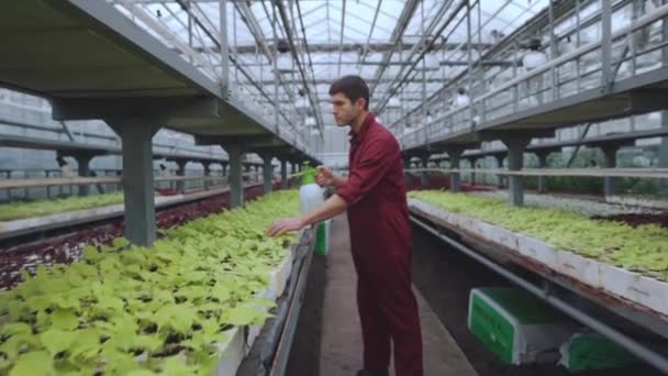 Porträtt av en manlig arbetare i ett växthus med en korg av plantor. — Stockvideo