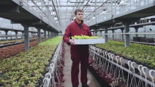 Retrato de un trabajador masculino en un invernadero con una cesta de plántulas. — Vídeo de stock