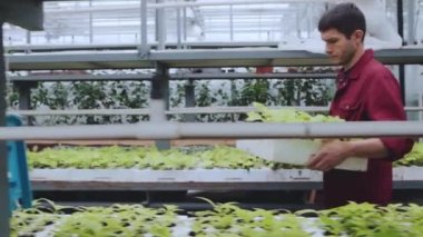 Tarım işçilerinin elinde bir kutu dolusu fidanla serada yürürken ve kutu koyarken dikiz görüntüsü..