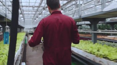 Tarım işçilerinin elinde bir kutu dolusu fidanla serada yürürken ve kutu koyarken dikiz görüntüsü..