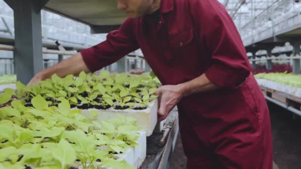 Zadní pohled na farmářský dělník držící box s rostlinnými sazenicemi kráčející podél skleníku a kladoucí box. — Stock video