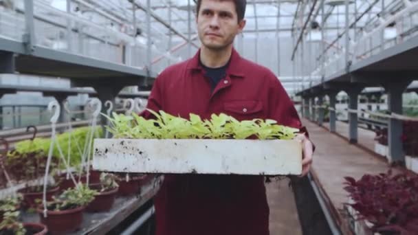 Retrato de um trabalhador masculino em uma estufa com uma cesta de mudas. — Vídeo de Stock