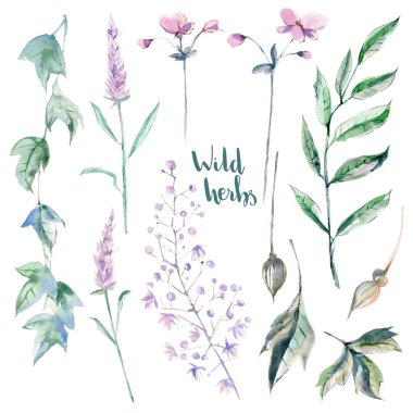 Yabani otlar, dalları ve çiçekler suluboya topluluğu. Yeşil ve leylak