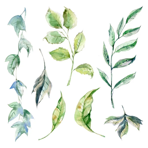 Aquarell Sammlung Grüner Blätter Und Zweige Ökologischer Natürlicher Stil Handgezeichnete — Stockfoto