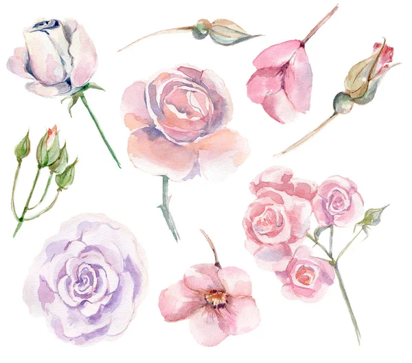 Conjunto Acuarela Romántica Flor Rosa Jardín Rosas Ilustración Dibujada Mano — Foto de Stock