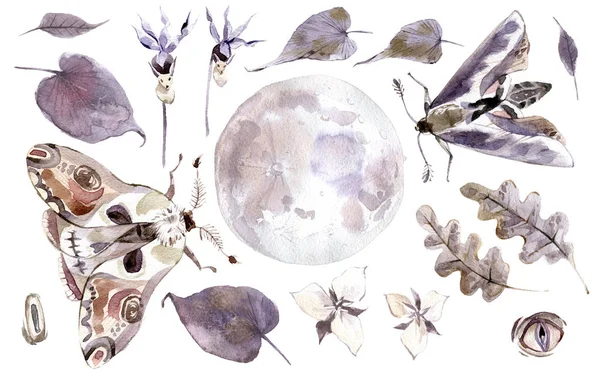 Watercolor mystical collection. Moon, moths, leaves and plants. Brown and violet