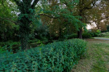 Isırgan otları ve sarmaşıkların yoğun yeşilliği nehir kıyısını kaplıyor. Eski ağaçlar ve taze sabah ışığı doğal bir sükunet ortamı yaratır..