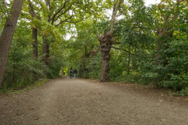 Geniş bir orman yolu gecenin erken saatlerinde sık yaprak döken ormanlardan geçer. Uzun ağaçlar yolu yürüyenlerle çevreleyecek..