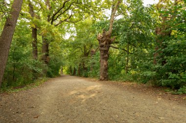 Geniş bir orman yolu sık yaprak döken ormanlardan geçiyor. Sağ tarafta yaşlı eğri büğrü bir ağaç duruyor. Göze çarpan bir yapısı var..