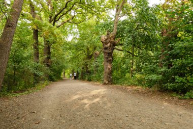 Yoğun yaprak döken ormanların arasından geçen geniş bir orman yolu. Sağ tarafta yaşlı eğri büğrü bir ağaç dururken, iki insan yol boyunca sakin bir şekilde geziniyor..