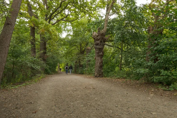 Geniş bir orman yolu gecenin erken saatlerinde sık yaprak döken ormanlardan geçer. Uzun ağaçlar yolu yürüyenlerle çevreleyecek..