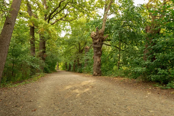 Geniş bir orman yolu sık yaprak döken ormanlardan geçiyor. Sağ tarafta yaşlı eğri büğrü bir ağaç duruyor. Göze çarpan bir yapısı var..
