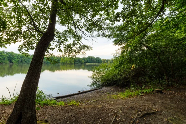 Yoğun yeşillikle çerçevelenmiş sakin bir göl. Ön planda, eğimli bir ağaç kıyıda durur, orman parlak bir gökyüzünün altında berrak suyu yansıtırken..