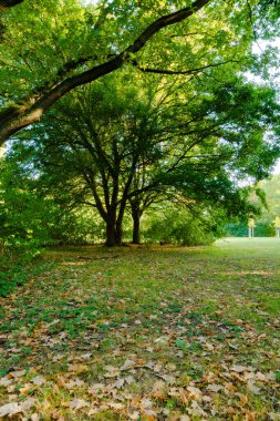 Yumuşak akşam ışığı yoğun gölgeliklerden süzülerek, zaten düşmüş yapraklarla kaplı bir zemine düşer. Arka planda yaz sıcağında güneşli bir çayır açılıyor..