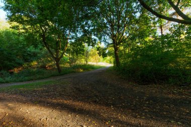 Gölgeli bir orman yolu altın akşam ışığına çıkıyor. Karanlık ağaç tepeleri arasında manzara, sonbaharın başlangıcında hafifçe ima ederek aydınlık bir manzaraya açılır..