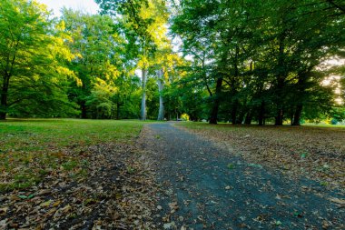 A paved footpath winding through a park lined with trees glowing in the golden light of the early morning  a peaceful scene full of nature and harmony.