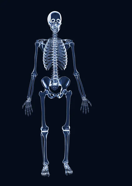 Ray Skeleton Illustration Copy Space — Stock Photo, Image