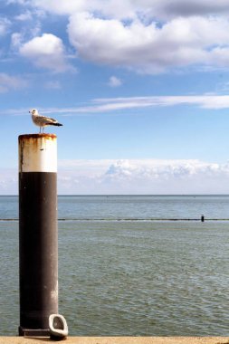 Hollandalı bir adada bir kuş.