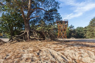Hollanda ortasında büyük bir kum drift ağaçta.