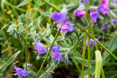 Almanya'da baharçiçekleri.