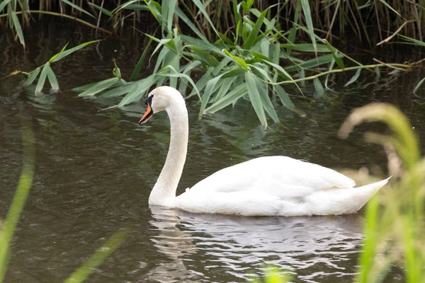 Schwan Auf Nahrungssuche — Stockfoto