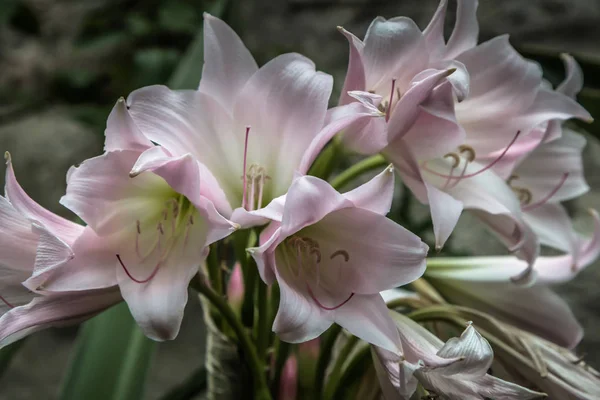 Fleurs Dans Jardin Près Château Glenveagh Irlande — Photo