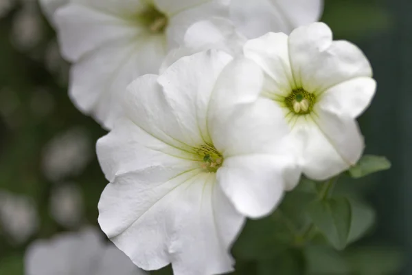 Une Fleur Blanche Dans Notre Maison — Photo