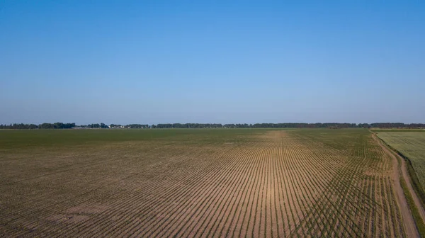 ekili mahsulünün havadan görünümü.