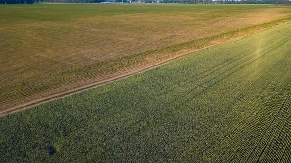 ekili mahsulünün havadan görünümü.