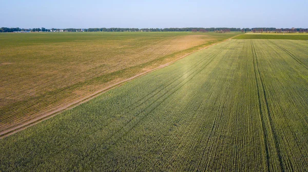 ekili mahsulünün havadan görünümü.