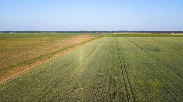 ekili mahsulünün havadan görünümü.