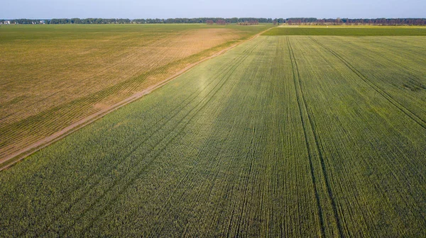 ekili mahsulünün havadan görünümü.