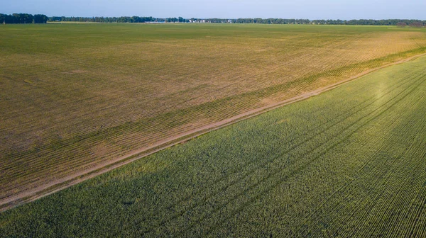 ekili mahsulünün havadan görünümü.