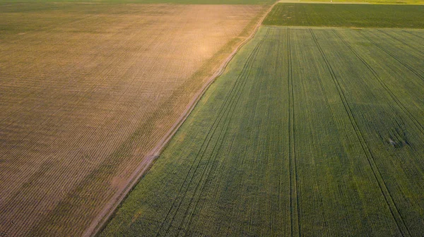 ekili mahsulünün havadan görünümü.