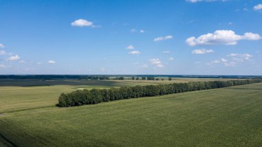 yeşil mısır alanları - tarım alanları üzerinde güzel bir günbatımı havadan görünümü