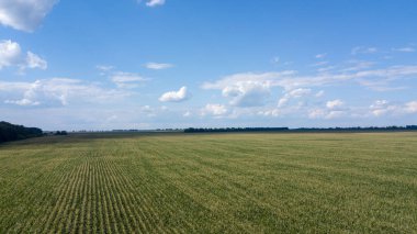 yeşil mısır alanları - tarım alanları üzerinde güzel bir günbatımı havadan görünümü