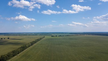 yeşil mısır alanları - tarım alanları üzerinde güzel bir günbatımı havadan görünümü