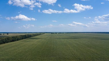 yeşil mısır alanları - tarım alanları üzerinde güzel bir günbatımı havadan görünümü