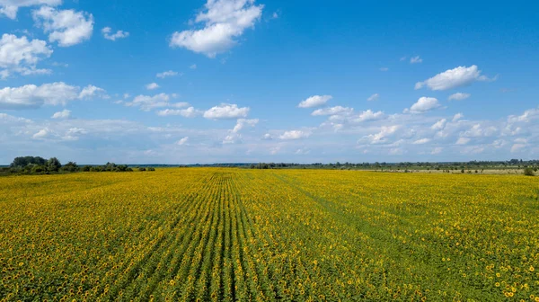 Yaz aylarında ekili ayçiçeği alanının havadan görünümü