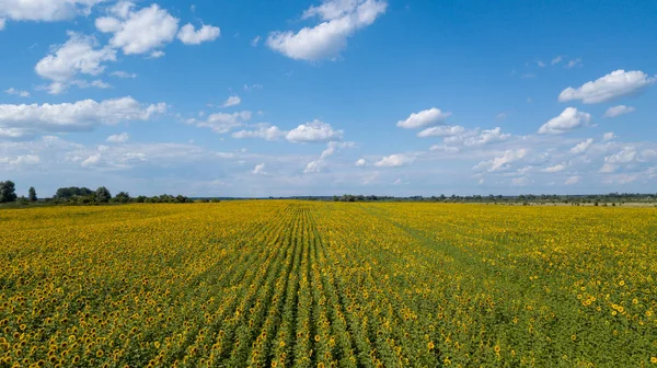 Yaz aylarında ekili ayçiçeği alanının havadan görünümü