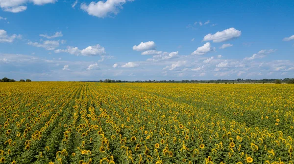 Yaz aylarında ekili ayçiçeği alanının havadan görünümü