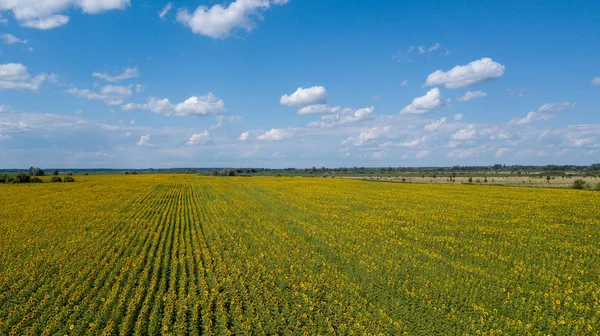 Yaz aylarında ekili ayçiçeği alanının havadan görünümü