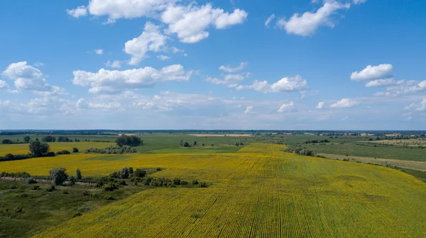 Yaz aylarında ekili ayçiçeği alanının havadan görünümü