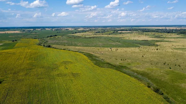 Vista Aérea Una Hermosa Puesta Sol Sobre Campos Maíz Verde — Foto de Stock