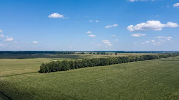 yeşil mısır alanları - tarım alanları üzerinde güzel bir günbatımı havadan görünümü