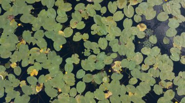 Japonya 'daki gölette beyaz çiçekli nilüferlerin en üst görüntüsü.