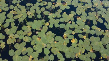 Japonya 'daki gölette beyaz çiçekli nilüferlerin en üst görüntüsü.