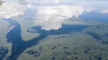 Ortak Duckweed, Duckweed veya daha az Duckweed kapak gölet, iyi ekoloji için.